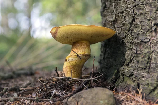 Suillus Grevillei Edible Forest Mushroom — Stock Photo, Image