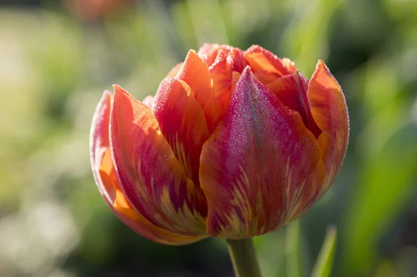 Одноцветный Лай Красивый Весенний Оранжевый Красный Желтый Двойной Цветочный Тюльпан — стоковое фото