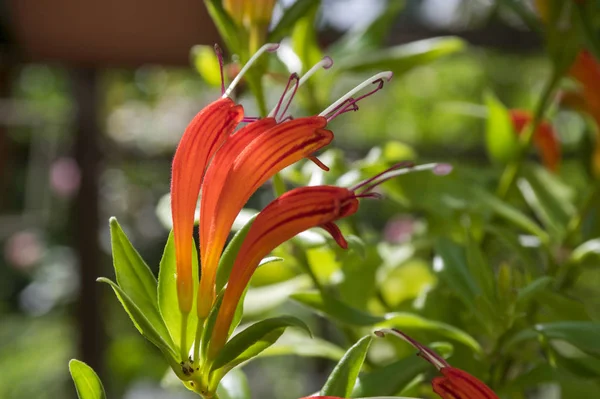 Aeschynanthus Speciosus Flor Flores Rojas Anaranjadas Bonitas Planta Ornamental — Foto de Stock