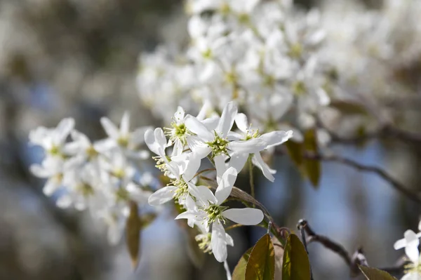 Amelanchier spicata tree in bloom, service berry white ornamental flowers and buds