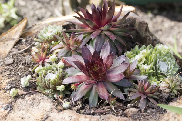 Sempervivum Hybridum 루비와 Sempervivum Arachnoideum 정원에서 — 스톡 사진