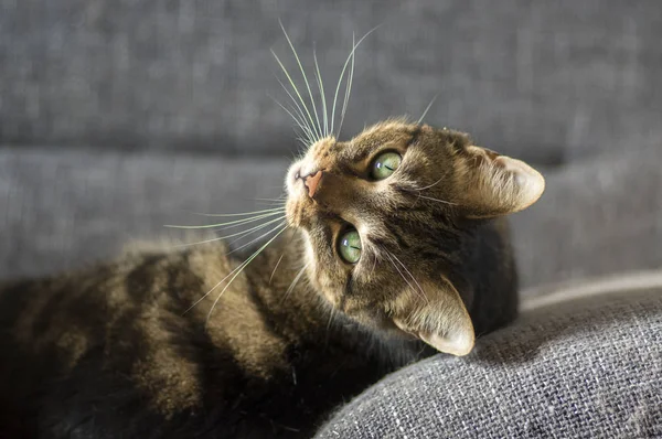 Portret Van Leuke Speelse Marmeren Gestreepte Kat Grijze Bank Één — Stockfoto