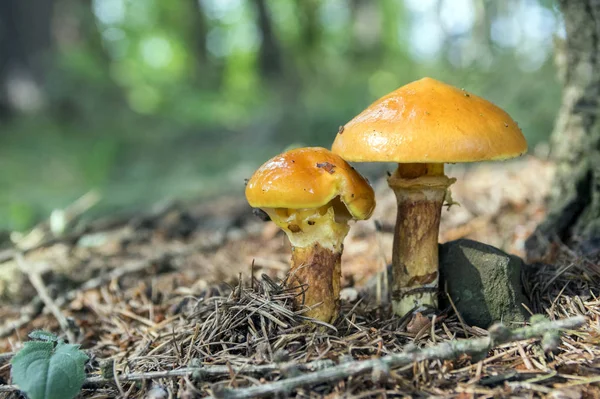 Two Suillus Grevillei Edible Forest Mushroom Orange Wet Looking Caps — Stock Photo, Image