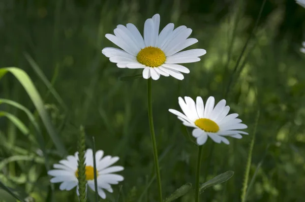 Leucanthemum Vulgare Rétek Vad Virág Fehér Szirmok Sárga Virágos — Stock Fotó