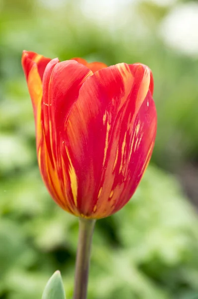 Single color barked beautiful spring red and yellow tulip in bloom in the garden