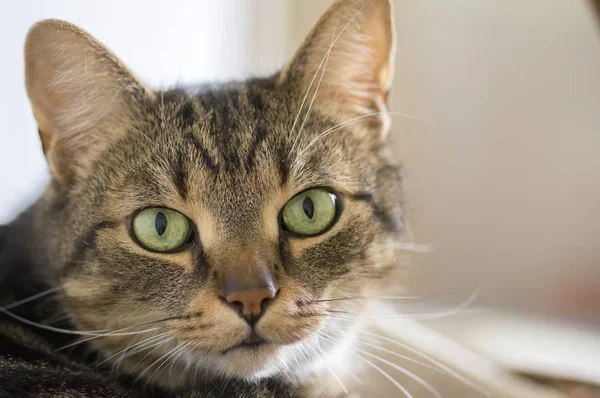 大理石の飼い猫の肖像画 眼との接触 かわいい子猫の顔 真剣な表情 — ストック写真