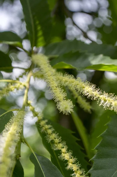 Castanea Sativa Flor — Foto de Stock