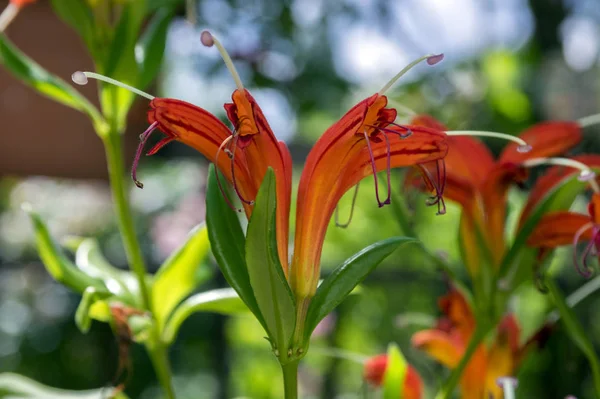 Bloom Oldukça Turuncu Kırmızı Çiçekler Süs Bitki Aeschynanthus Speciosus — Stok fotoğraf