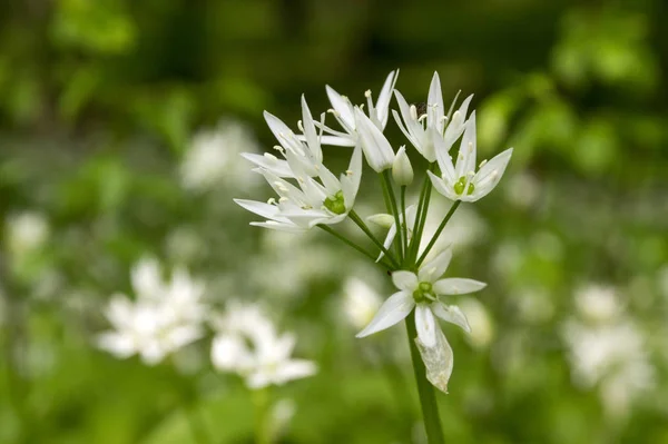 花アリウム Ursinum クマのニンニク — ストック写真