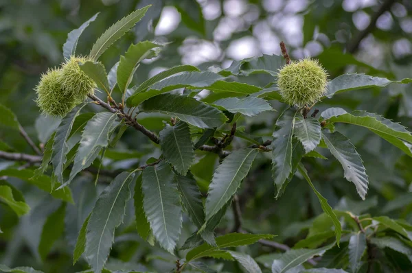 Castanea Sativa Kastanjes Verborgen Acomys Cupules Lekkere Bruine Noten Marron — Stockfoto