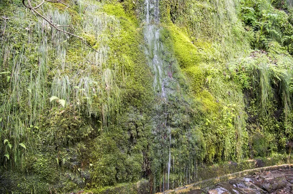 Levada Forado Kleiner Wasserfall Touristischer Wanderweg Ribeiro Frio Insel Madeira — Stockfoto