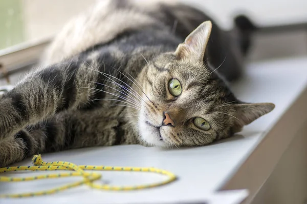 Portrait Cute Marble Striped Cat Windowsill Single Animal Eye Contact — Stock Photo, Image