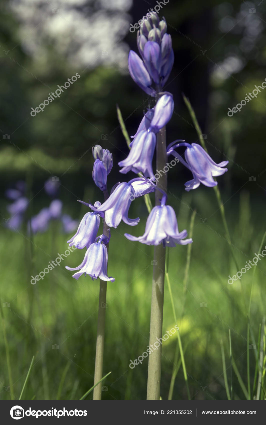 light purple bell shaped flowers scilla hispanica bell shaped bulbous late spring flower bloom stock photo c ivusakzkrabice 221355202 https depositphotos com 221355202 stock photo scilla hispanica bell shaped bulbous html