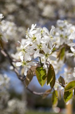 Amelanchier spicata ağacında bloom, hizmet berry beyaz süs çiçek ve tomurcukları