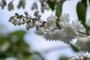 Deutzia scabra white pink double flowers in bloom, beautiful flowering ornamental shrub with green leaves clipart