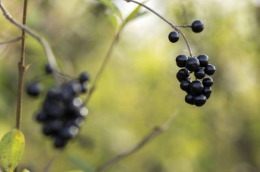 Ligustrum olgunlaştı vulgare siyah çilek meyve, çalı dalları yaprakları ile