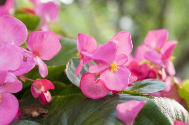 Begonya cucullata çiçek pembe yaprakları ve büyük yaprakları