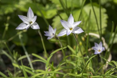 Ipheion uniflorum bahar soğanlı çiçek çiçeklenme