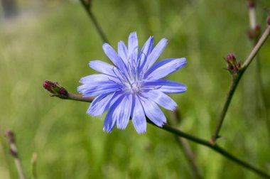 Hafif mavi ortak hindiba çiçek