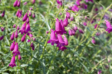 Penstemon mexicali çeşidinde kırmızı çiçekler, mor süs çan çiçekli küçük bitki çim kayalar