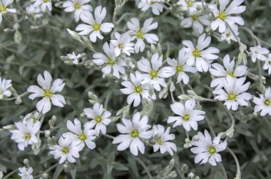 Yazın kar yağması, çiçek açmış serastiyum tomentosum, arka planda beyaz çiçekler