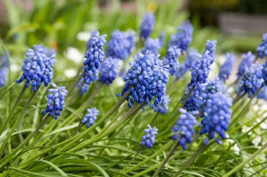 Muscari armeniacum, mavi bahar çiçek bubous çiçek
