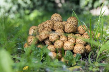 Pholiota squarrosa woodsfailing mantar çim