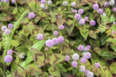 Persicaria capitata Bloom, secde ot