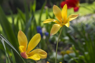 Tulipa stellata chrysantha çiçek, altın Bayan lale çiçekli