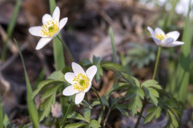 Anemon nemorosa bahar çiçekleri, çiçek ahşap Anemon