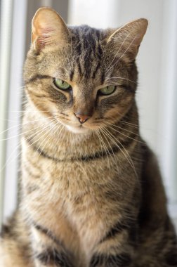 Mermer kedi utanıyor