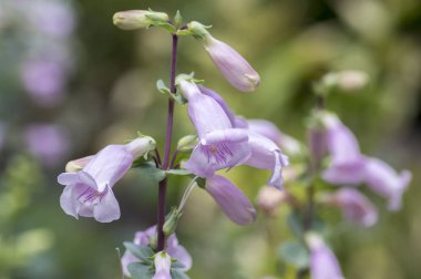 Penstemon grandiflorus çok yıllık pembe mor çiçekler kök, güzel çiçekli bitki üzerinde