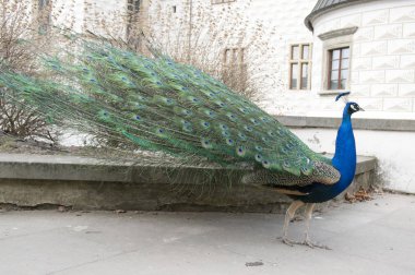 Pavo cristatus tarihi Rönesans kale önünde
