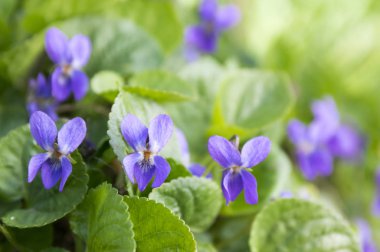 Viola odorata, bahar ortak Mor çiçek