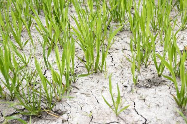 Yoksul alanında durum su eksikliği nedeniyle