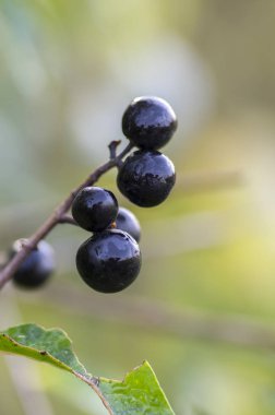 Ligustrum olgunlaştı vulgare siyah çilek meyve, çalı dalları yaprakları ile