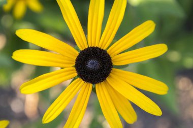 Rudbeckia hirta sarı çiçek çiçek, siyah gözlü susan bahçede siyah kahverengi merkezi ile
