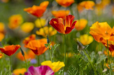 Eschscholzia californica Kupası Altın Grup bloom, Kaliforniya alan, süs vahşi bitkiler üzerinde bir çayır, turuncu yaprakları yeşil çimen çiçek