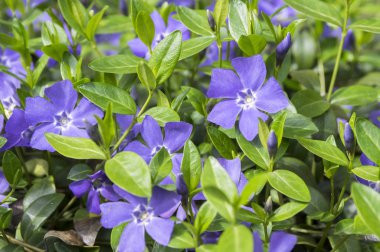 Vinca küçük küçük Cezayir menekşesi çiçek, çiçek, süs sürünen çiçek ortak Cezayir menekşesi