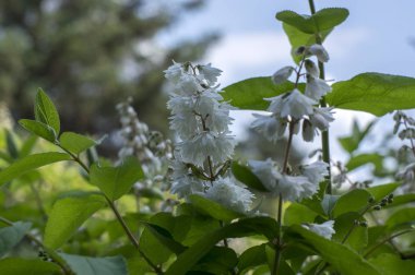 Deutzia scabra beyaz pembe Çift Kişilik çiçek çiçek, yeşil yaprakları ile süs çalı çiçekli güzel