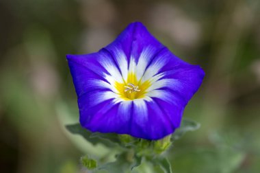 Convolvulus tricolor amazing flowering plant, purple violet flowers in bloom, green leaves and background clipart