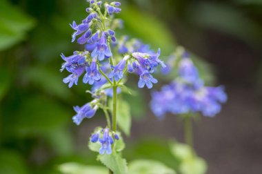 Penstemon ovatus beardtongue çiçek çiçek, tropikal bitki mavi çiçekli mavi