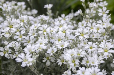 Yazın kar yağması, çiçek açmış serastiyum tomentosum, arka planda beyaz çiçekler