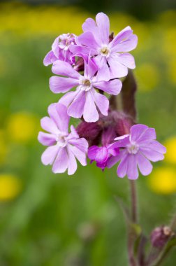 Silene dioica çayır çiçek çiçek pembe