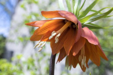 Kızıl Kayzer 'in tacı çiçek açtı, Fritillaria imparatorluğu bahar bahçesinde.