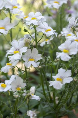 Nemesia strumosa süs çiçek çiçek, sarı merkezi ile beyaz