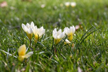 Crocus vernus bloom, sarı ve beyaz çiçekler çim başladı