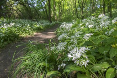 Nemosicka stran, gürgen ormanı, sihirli doğa yer çiçek vahşi ayı sarmısak, yol atmak orman, güneşli dolu ilginç