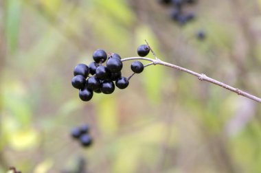 Ligustrum vulgare siyah çilek meyve çalı dalları üzerinde olgunlaşmış