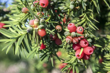 Porsuk (bitki) baccata Avrupa yew zehirli ve acı kırmızı olgunlaşmış berry meyve ile kozalaklı çalı olduğunu